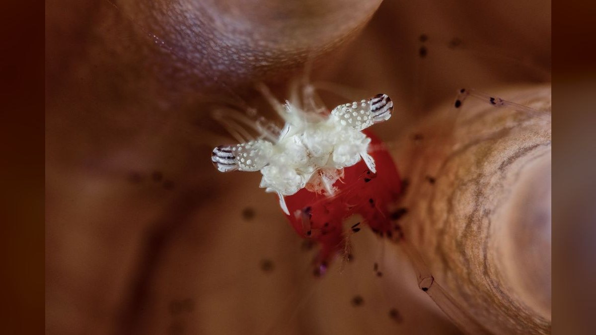 Top 10 Cleaner Shrimp Species 2027 — figure 3