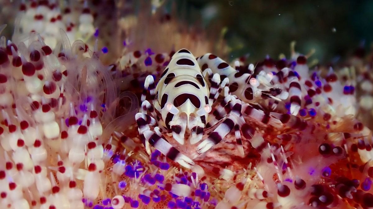 Top 10 Cleaner Shrimp Species 2027 — figure 4