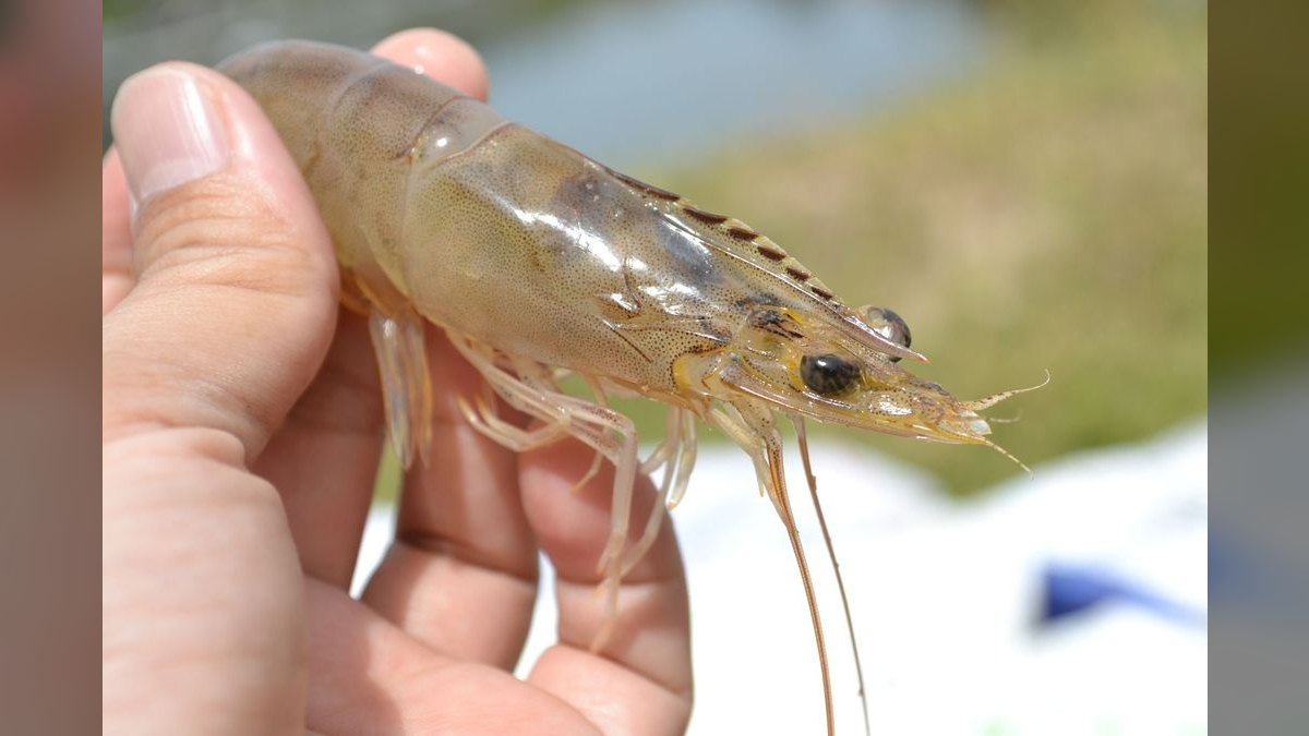 Top 10 Cleaner Shrimp Species 2027 — figure 5