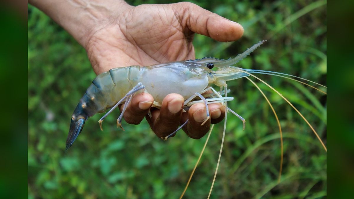 Top 10 Cleaner Shrimp Species 2027 — figure 6