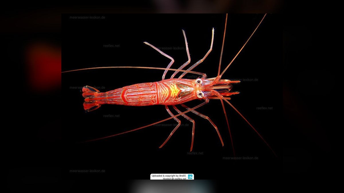 Top 10 Cleaner Shrimp Species 2027 — figure 7