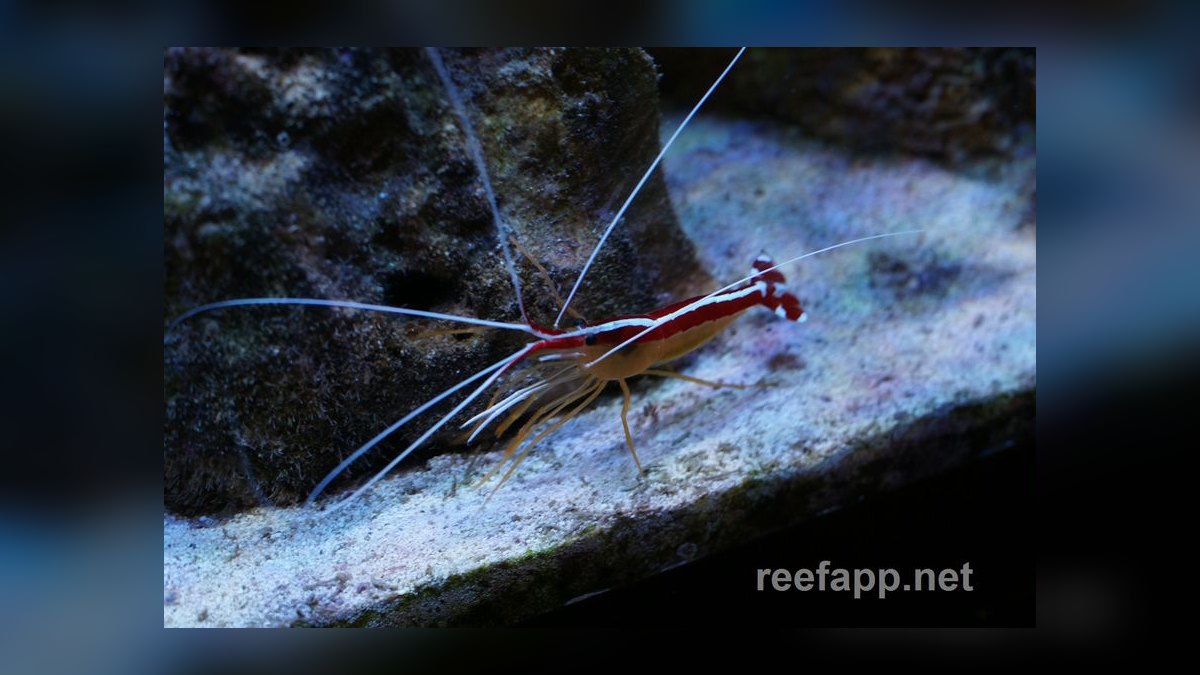 Top 10 Cleaner Shrimp Species 2027 — figure 8