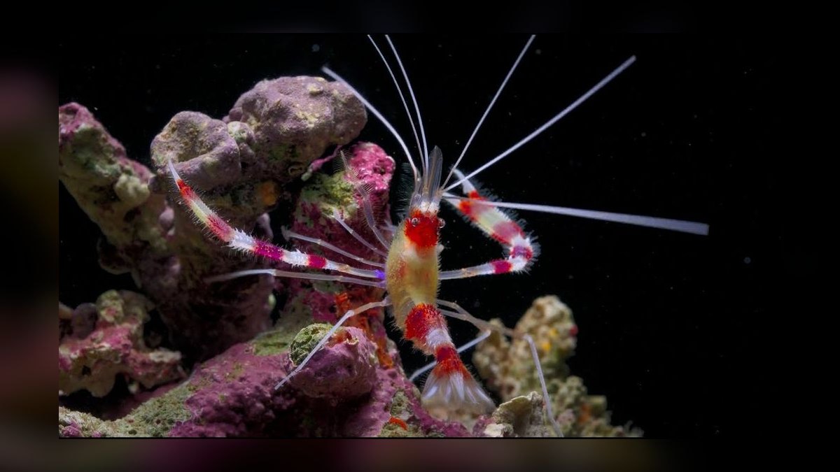 Top 10 Cleaner Shrimp Species 2027 — figure 9