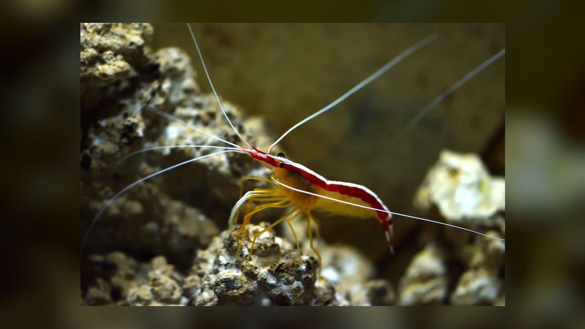 Top 10 Cleaner Shrimp Species 2027