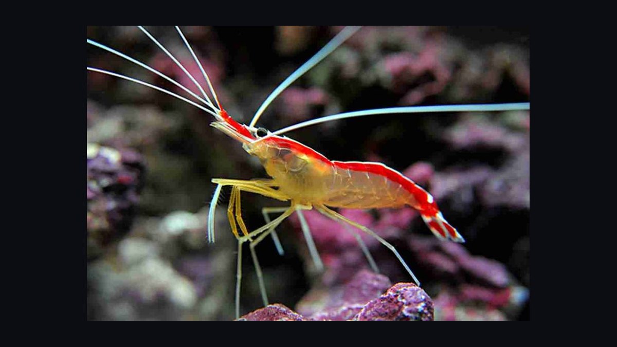 Top 10 Cleaner Shrimp Species 2027