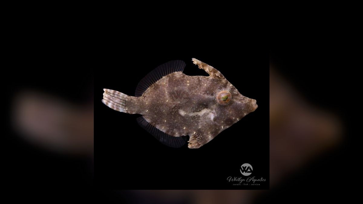 Top 10 Peppermint Shrimp Aiptasia Control 2027 — figure 10
