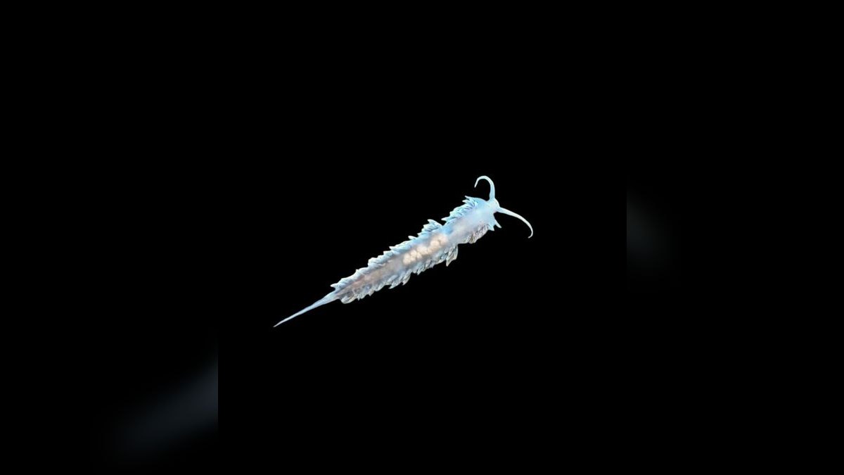 Top 10 Peppermint Shrimp Aiptasia Control 2027 — figure 7
