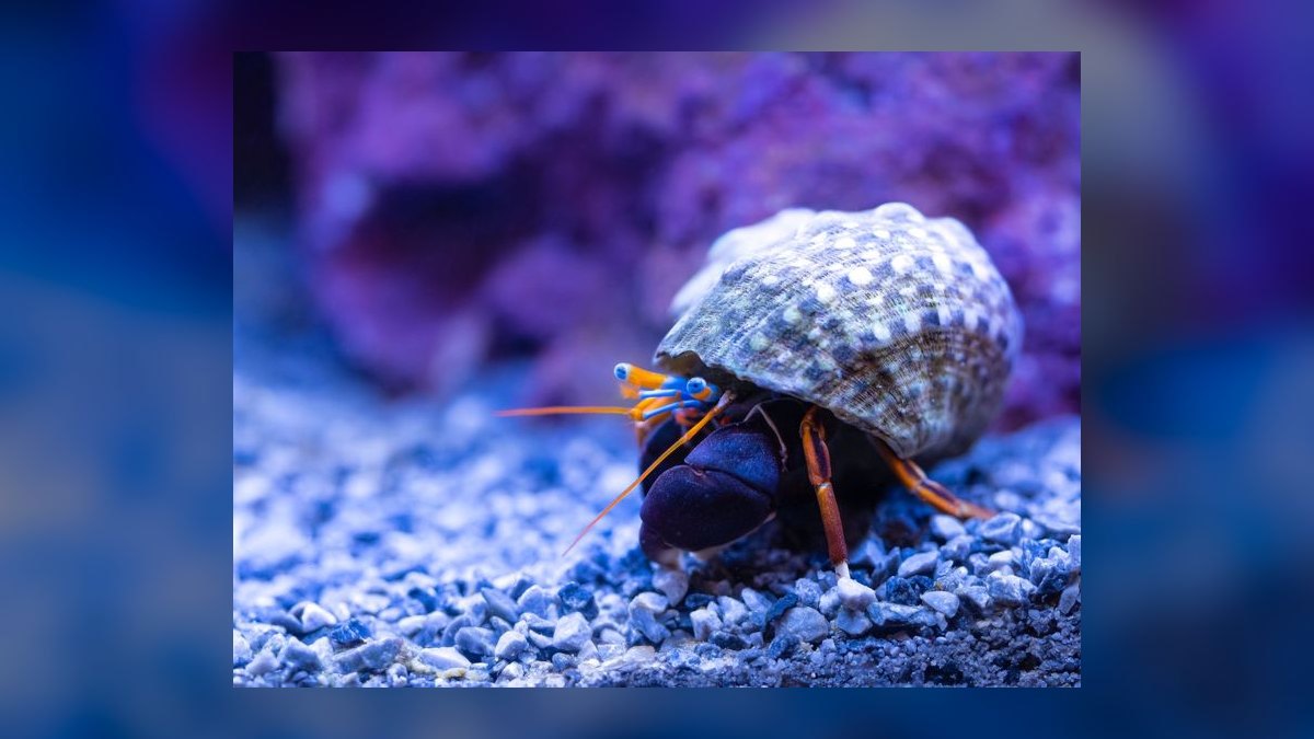 Top 10 Emerald Crab Reef Tanks 2027 — figure 1