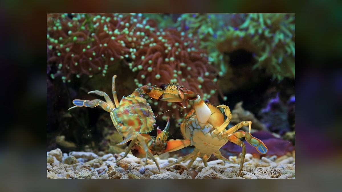 Top 10 Emerald Crab Reef Tanks 2027 — figure 2