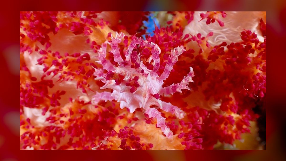 Top 10 Emerald Crab Reef Tanks 2027 — figure 3