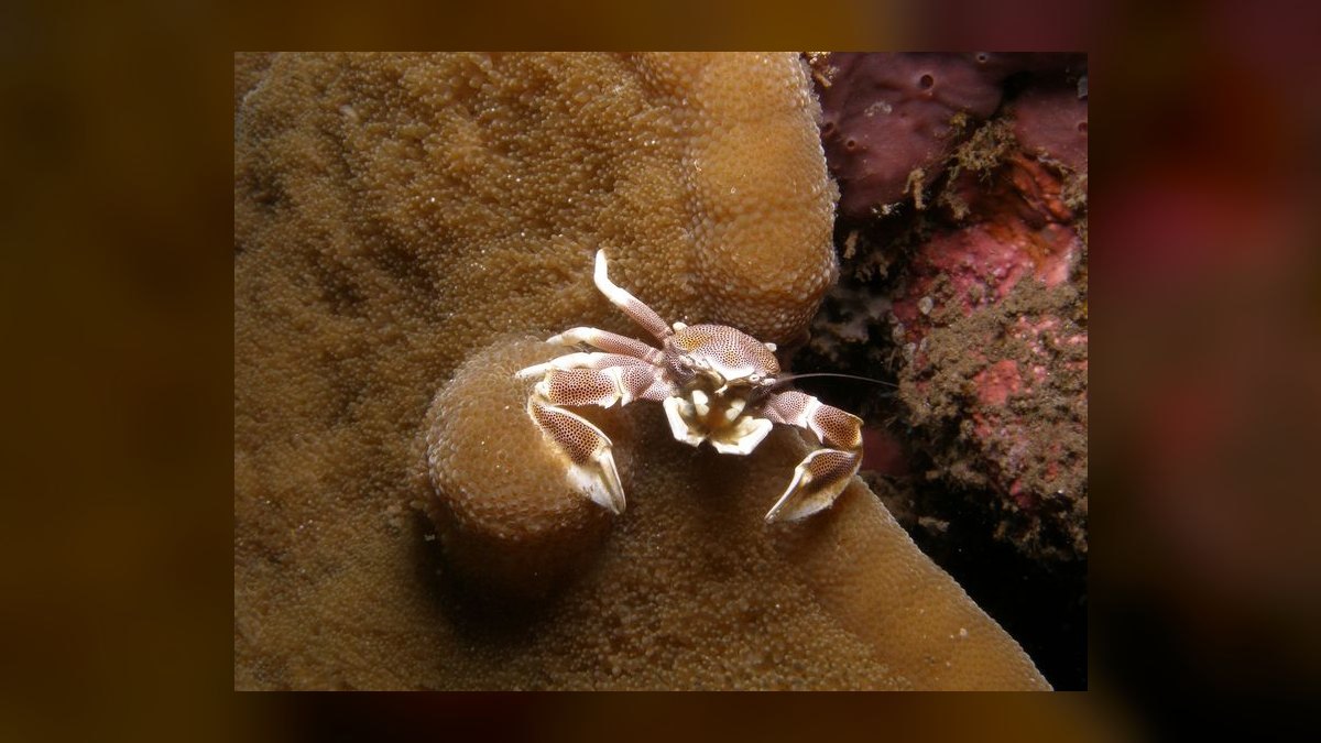Top 10 Emerald Crab Reef Tanks 2027 — figure 4
