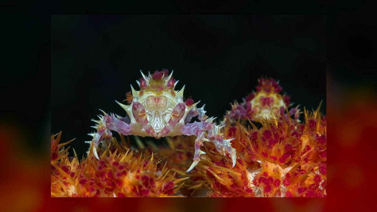 Top 10 Emerald Crab Reef Tanks 2027 — figure 5