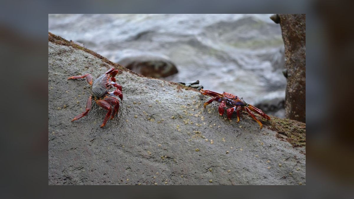 Top 10 Emerald Crab Reef Tanks 2027 — figure 8