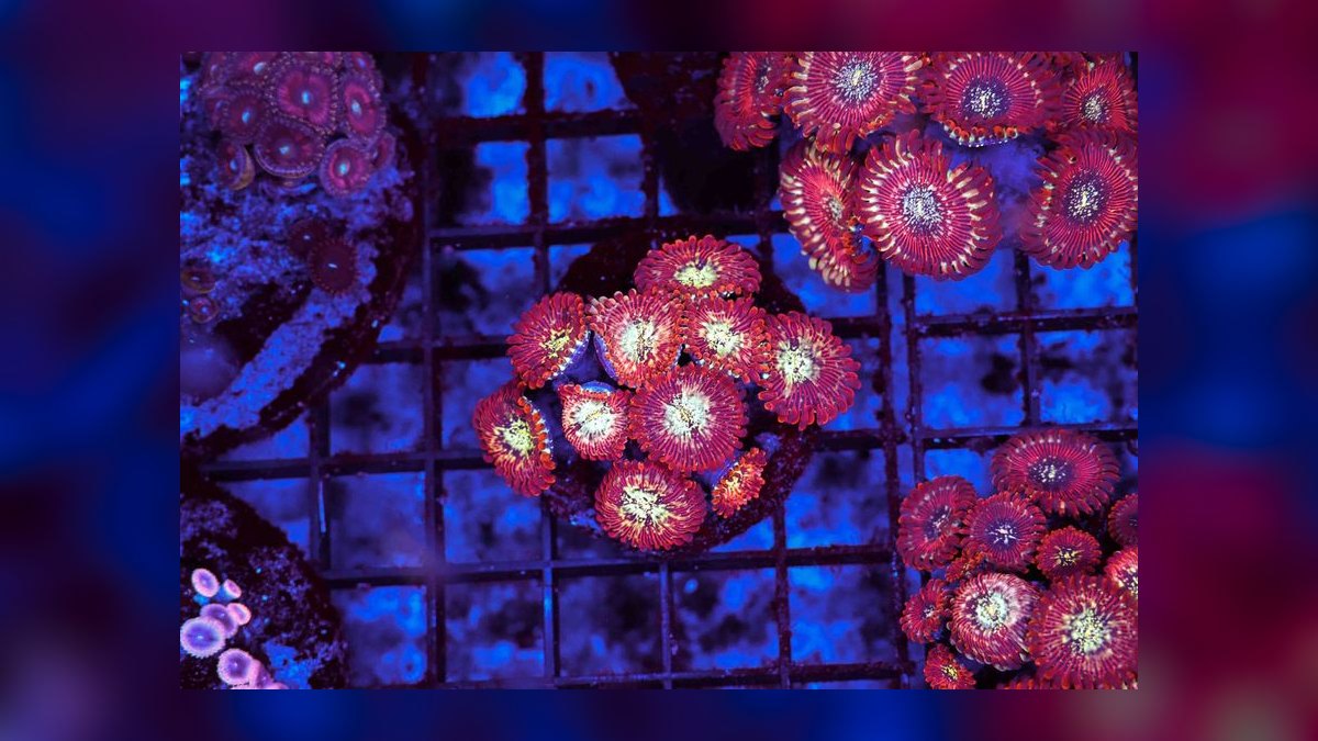 Top 10 LPS Corals for Beginners 2027 — figure 1
