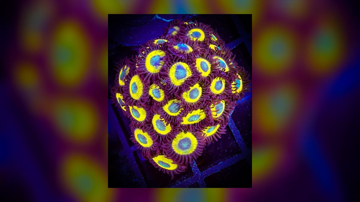 Top 10 LPS Corals for Beginners 2027