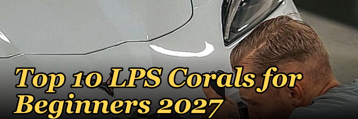 Top 10 LPS Corals for Beginners 2027