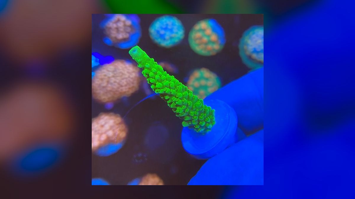 Top 10 SPS Corals for Advanced Reefs 2027 — figure 1