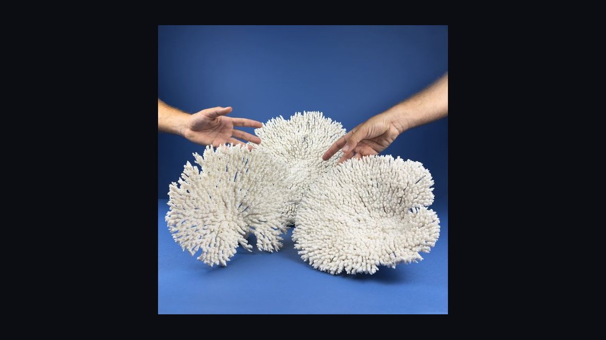 Top 10 SPS Corals for Advanced Reefs 2027 — figure 10