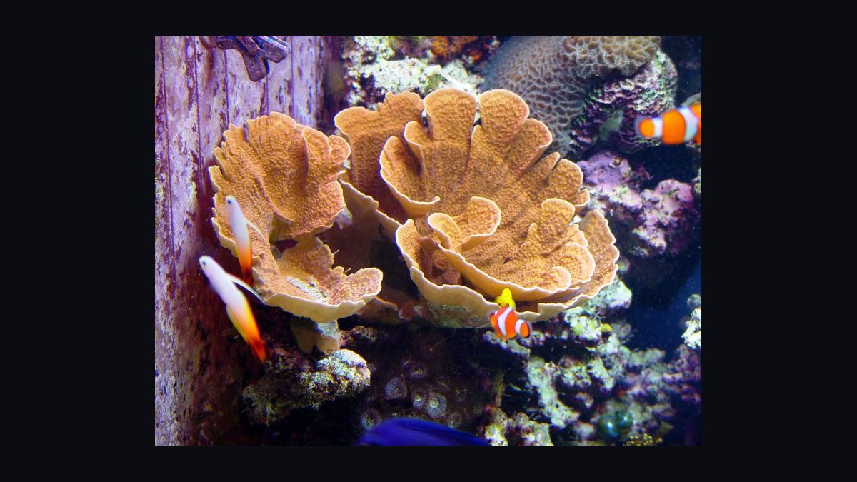Top 10 SPS Corals for Advanced Reefs 2027 — figure 2