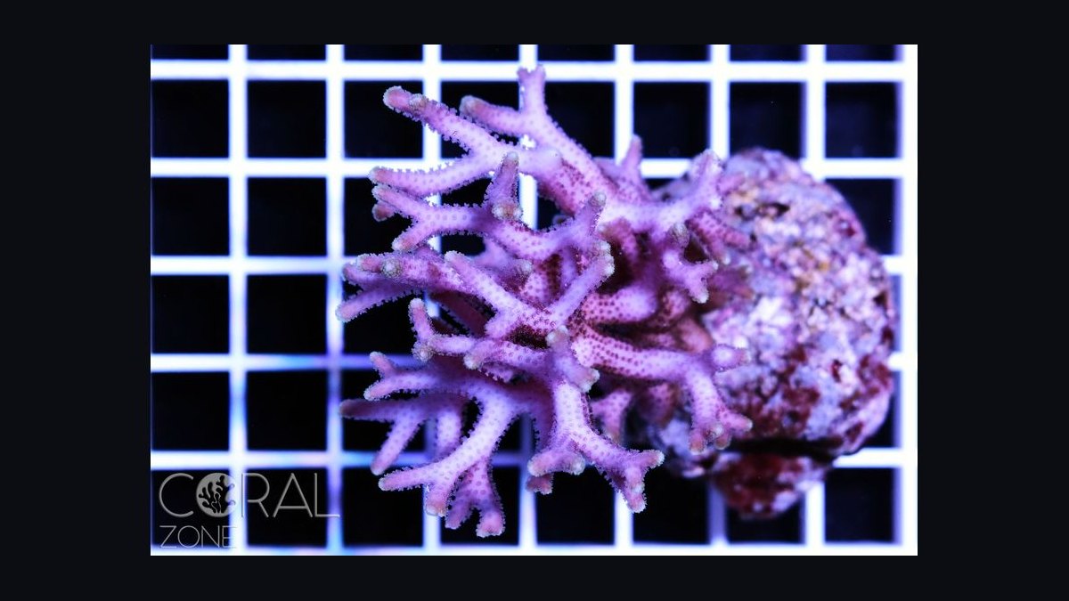 Top 10 SPS Corals for Advanced Reefs 2027 — figure 3