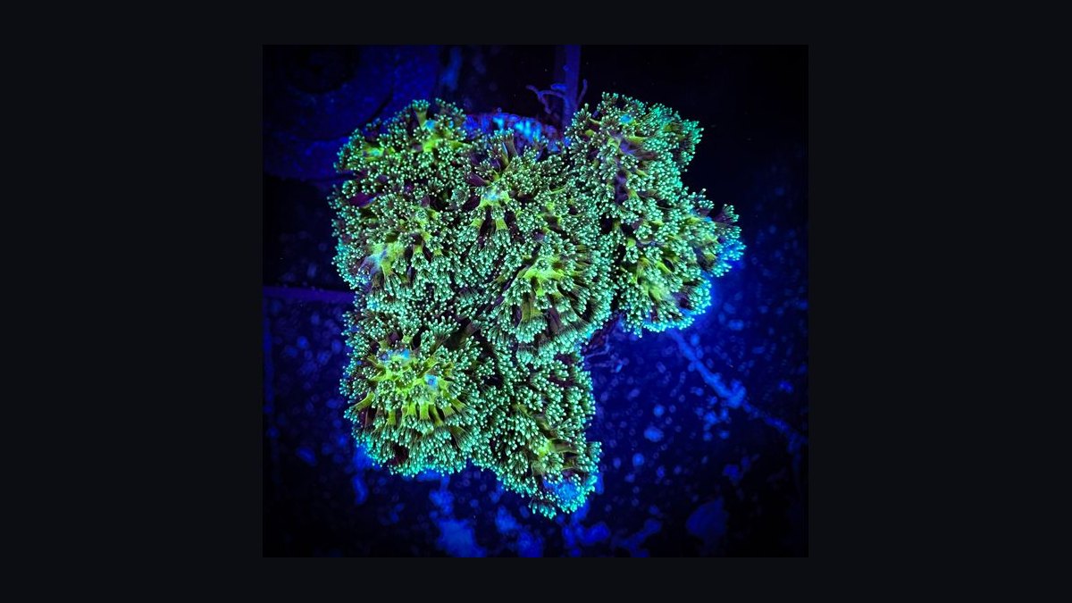 Top 10 SPS Corals for Advanced Reefs 2027 — figure 4