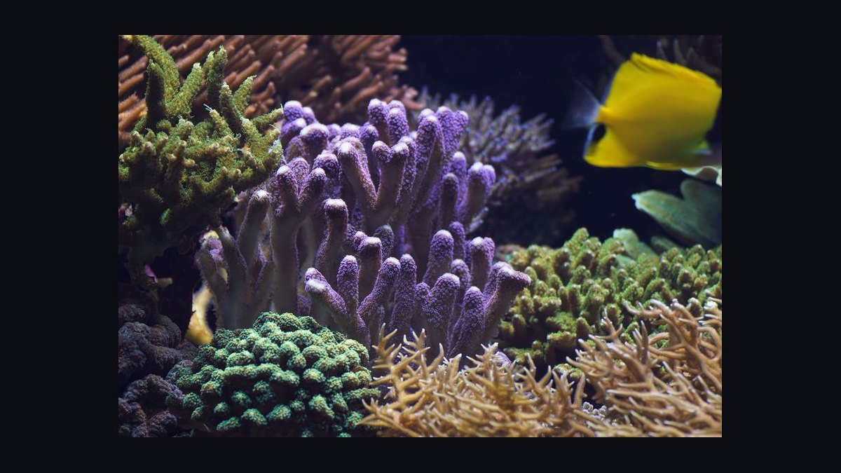 Top 10 SPS Corals for Advanced Reefs 2027 — figure 5