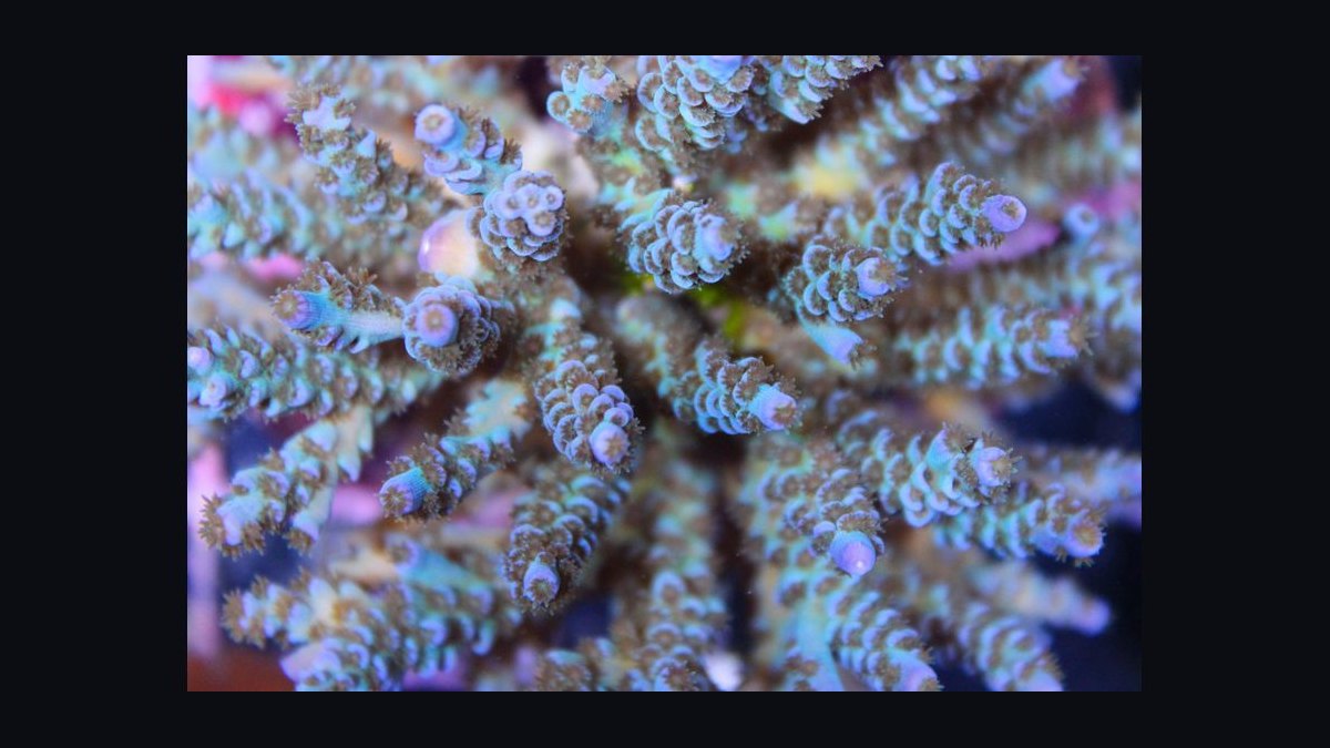 Top 10 SPS Corals for Advanced Reefs 2027 — figure 6