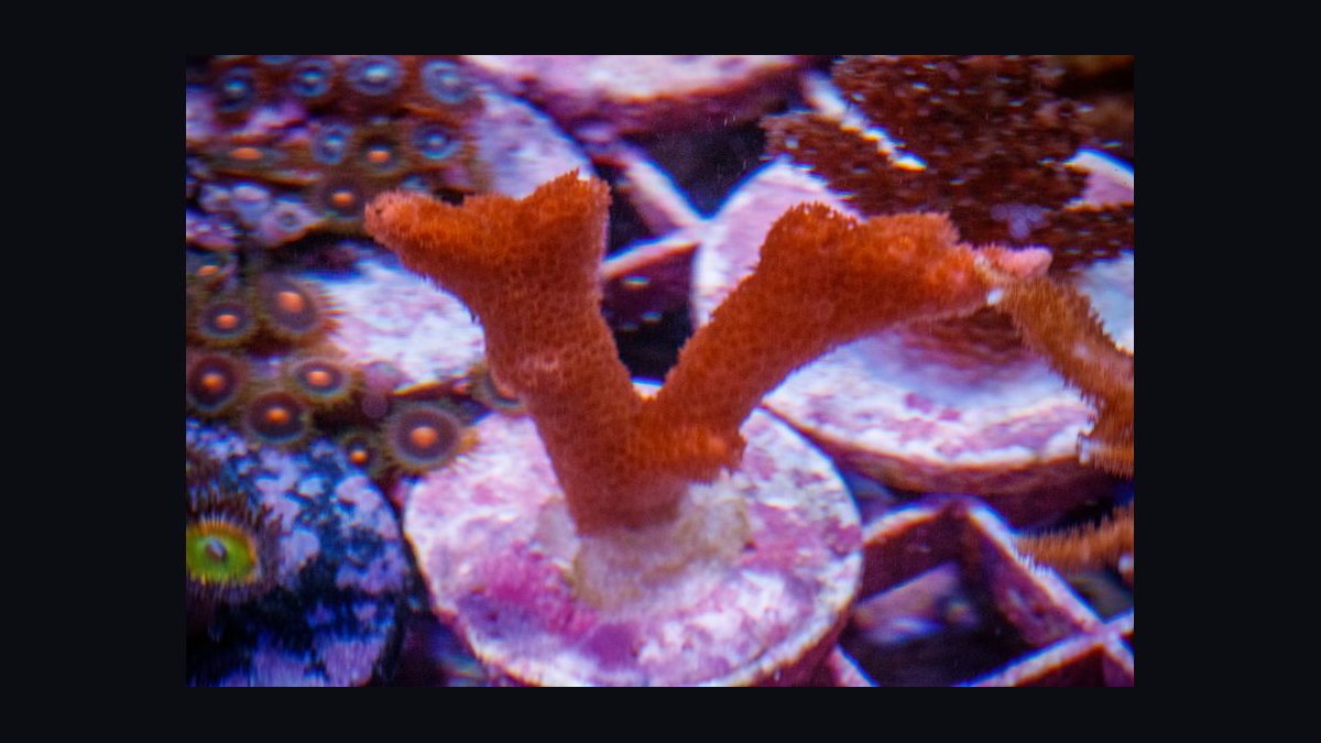 Top 10 SPS Corals for Advanced Reefs 2027 — figure 7