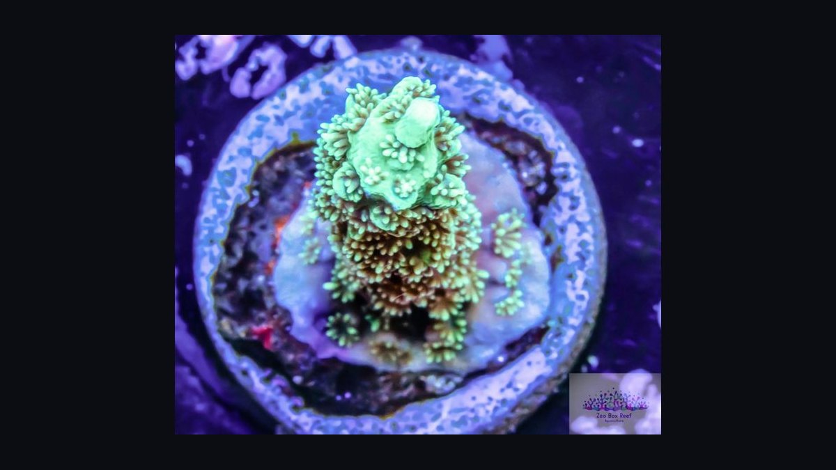 Top 10 SPS Corals for Advanced Reefs 2027 — figure 8