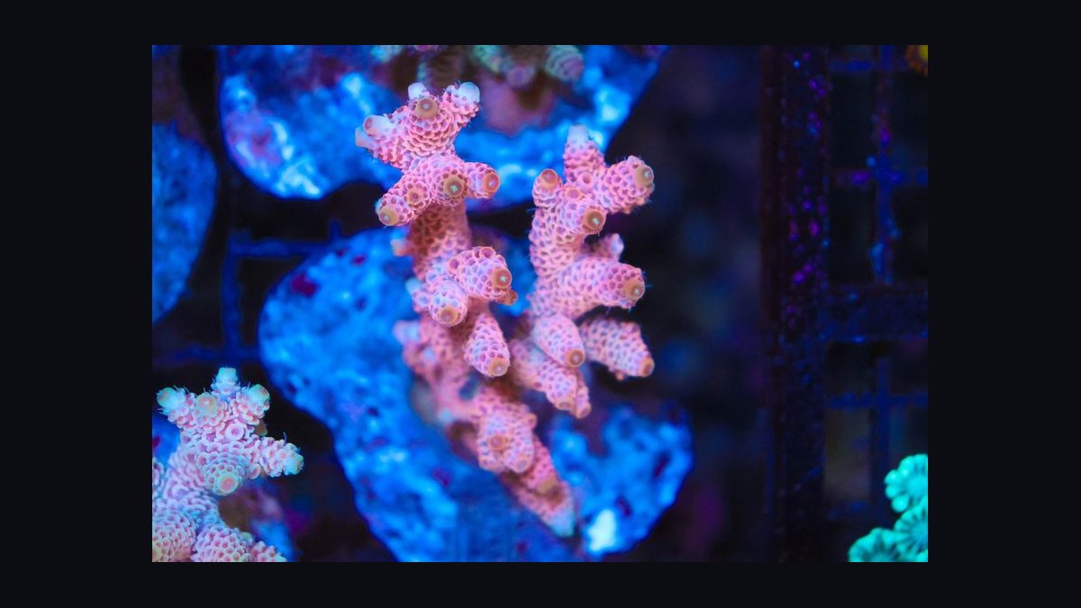 Top 10 SPS Corals for Advanced Reefs 2027 — figure 9