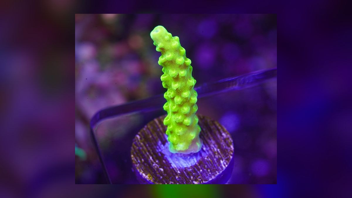 Top 10 SPS Corals for Advanced Reefs 2027