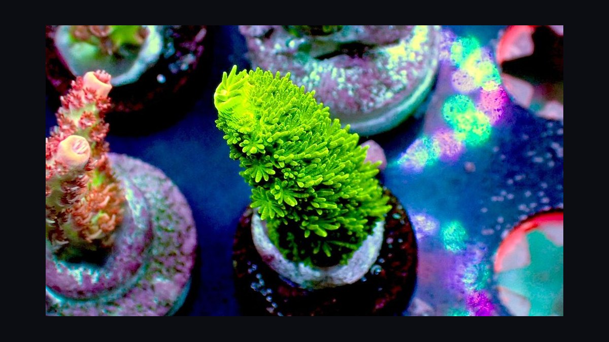 Top 10 SPS Corals for Advanced Reefs 2027