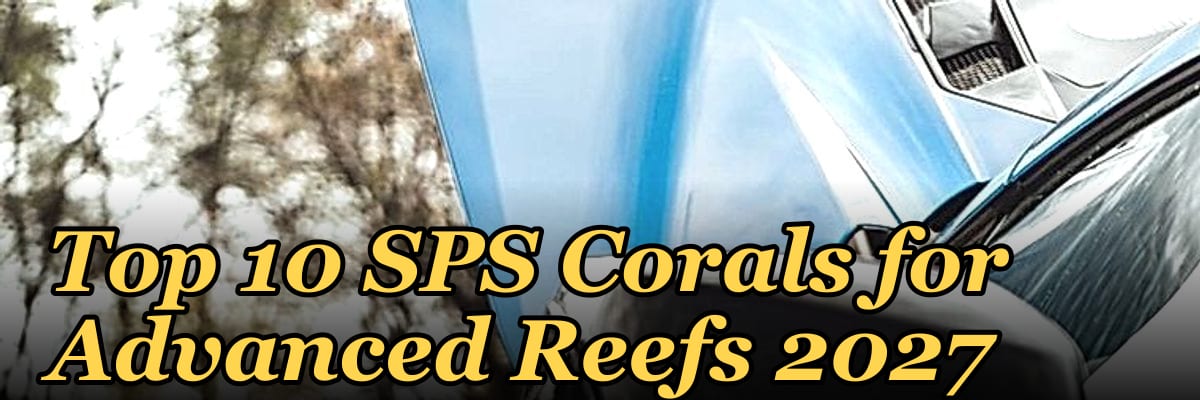 Top 10 SPS Corals for Advanced Reefs 2027