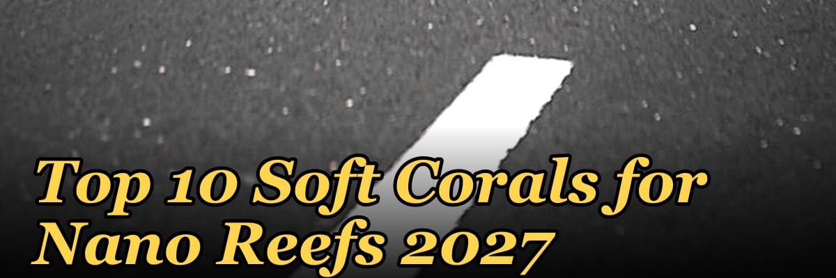 Top 10 Soft Corals for Nano Reefs 2027