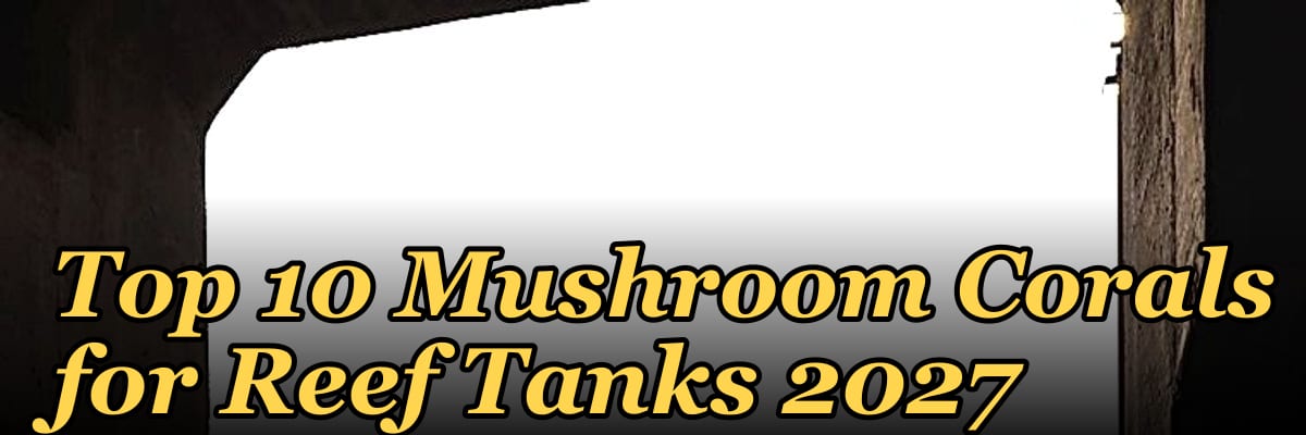 Top 10 Mushroom Corals for Reef Tanks 2027