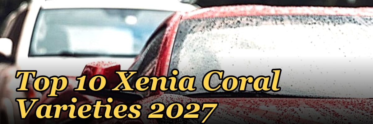 Top 10 Xenia Coral Varieties 2027