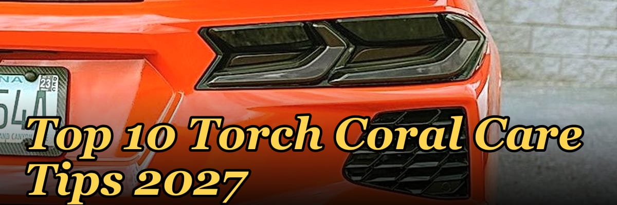 Top 10 Torch Coral Care Tips 2027