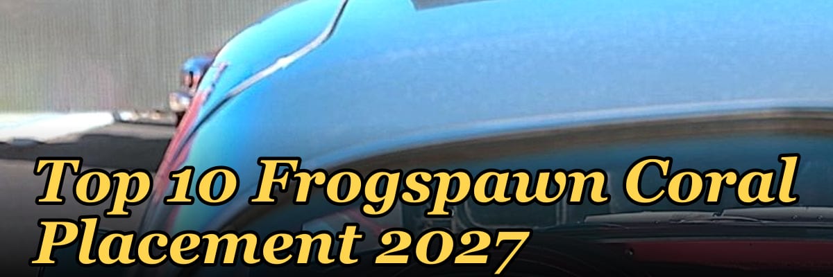Top 10 Frogspawn Coral Placement 2027