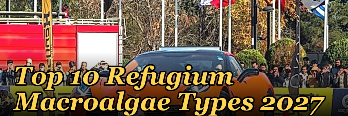 Top 10 Refugium Macroalgae Types 2027