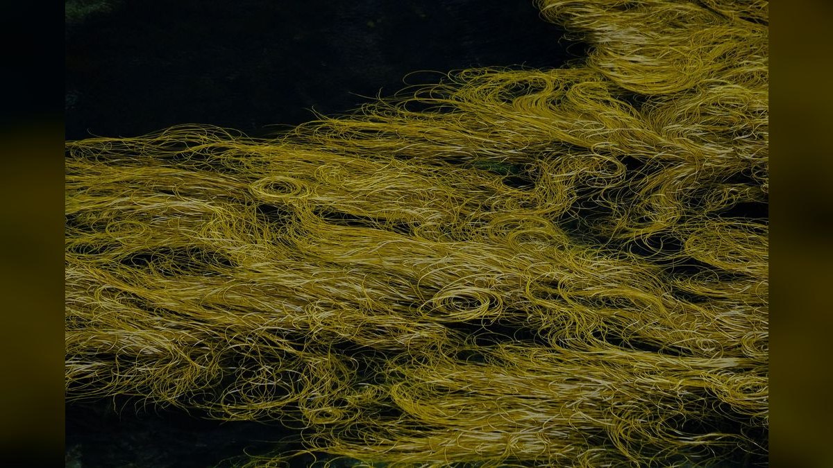 Top 10 Chaetomorpha Refugium Setup 2027 — figure 3
