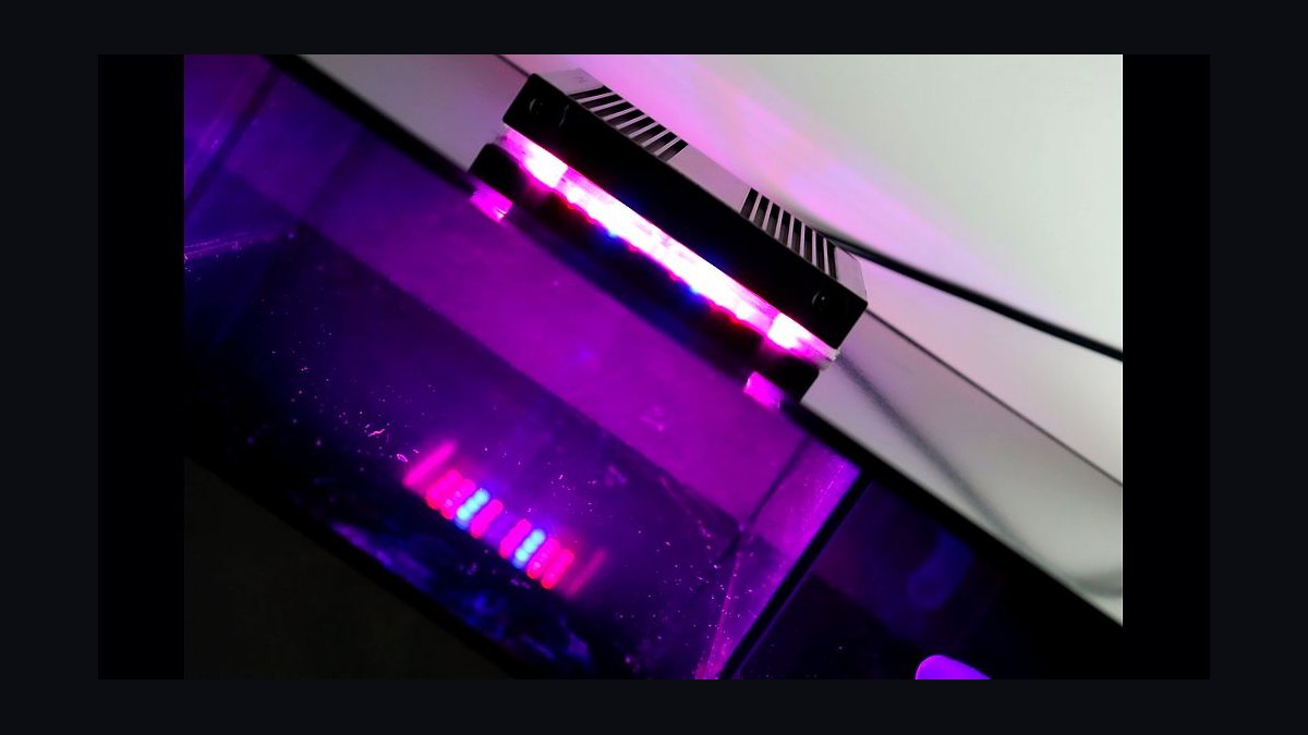 Top 10 Chaetomorpha Refugium Setup 2027 — figure 8