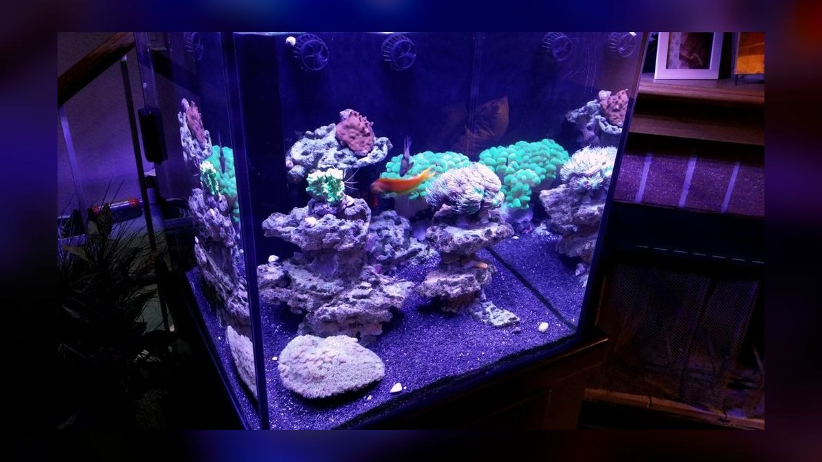 Top 10 Live Sand for Reef Tanks 2027 — figure 5