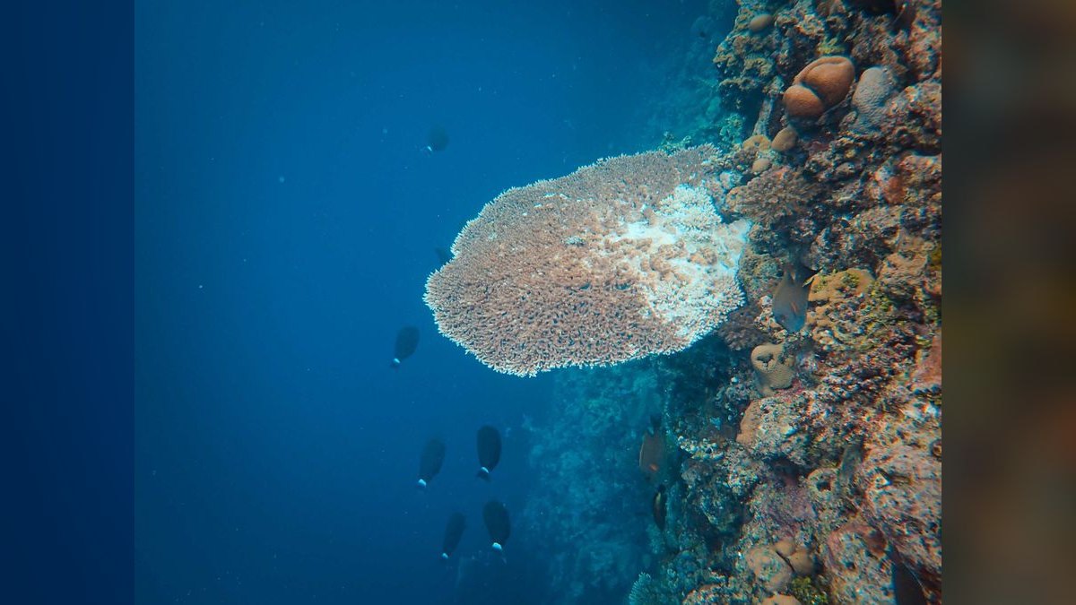 Top 10 Carbon Dosing Reef Methods 2027 — figure 1