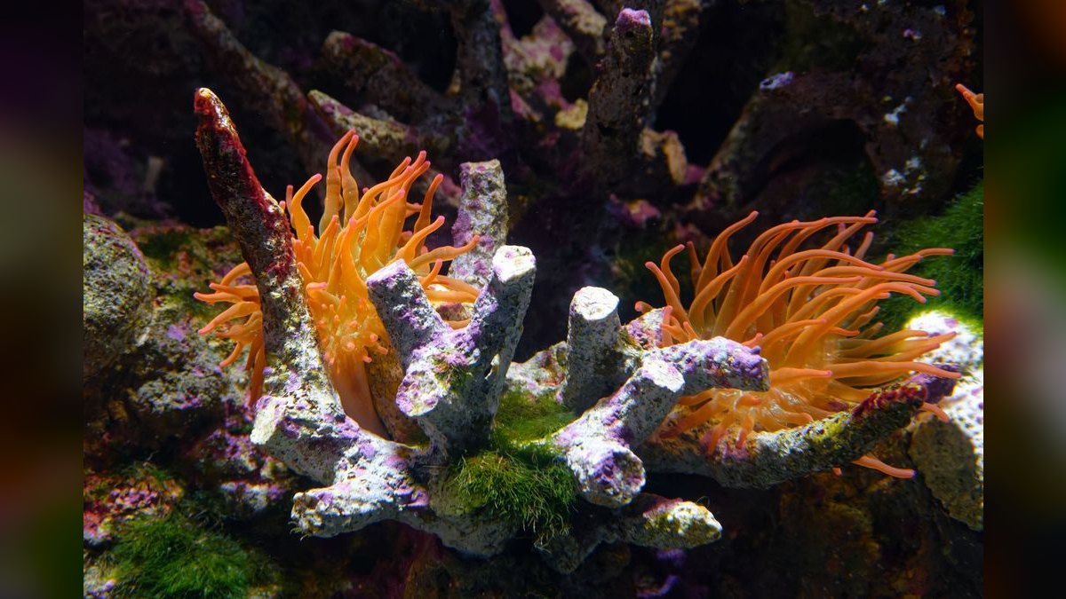 Top 10 Carbon Dosing Reef Methods 2027 — figure 2