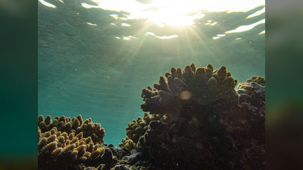 Top 10 Carbon Dosing Reef Methods 2027 — figure 3