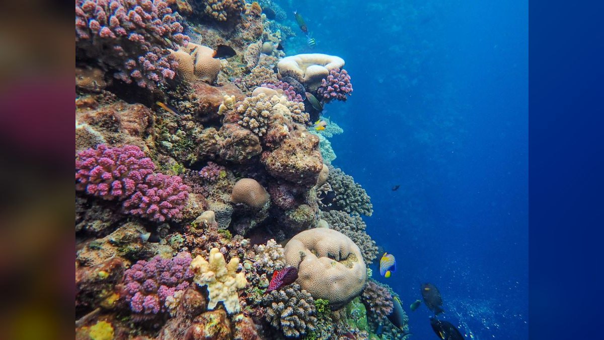 Top 10 Carbon Dosing Reef Methods 2027 — figure 4