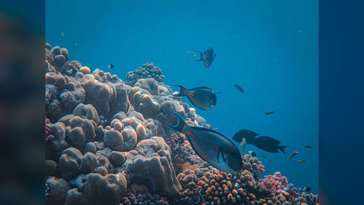 Top 10 Carbon Dosing Reef Methods 2027 — figure 6