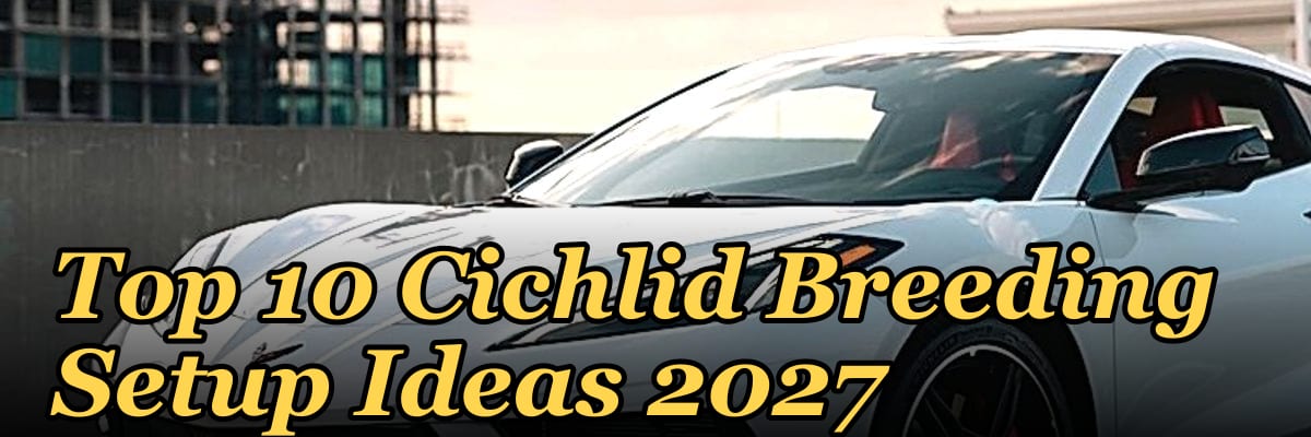 Top 10 Cichlid Breeding Setup Ideas 2027