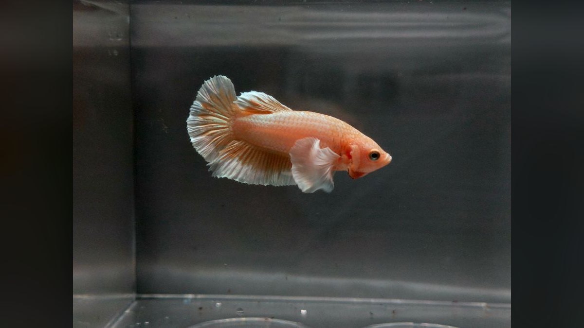 Top 10 Betta Breeding Tank Setup 2027 — figure 1