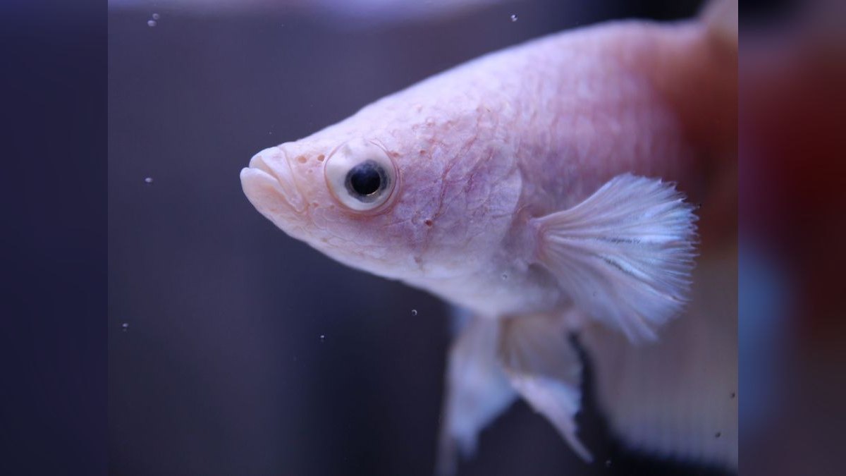 Top 10 Betta Breeding Tank Setup 2027 — figure 4